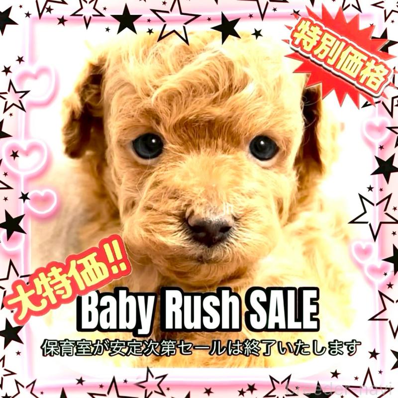 販売中の大阪府のタイニープードル-456764