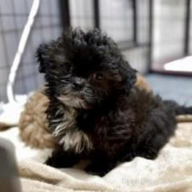 販売中の佐賀県のミックス犬-437696