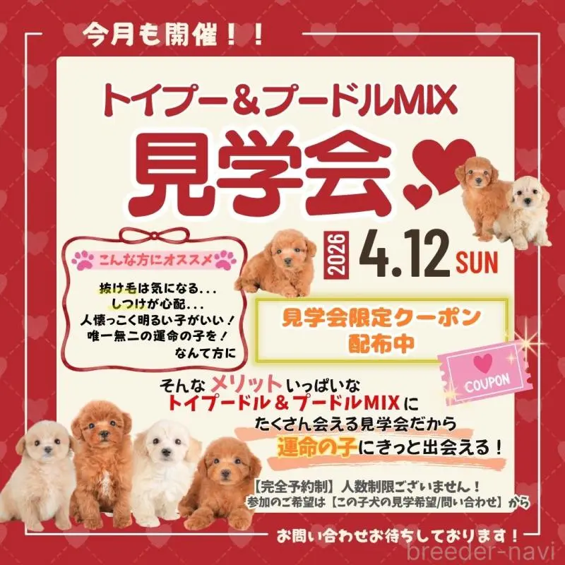 販売中の栃木県のトイプードル-456751の3枚目