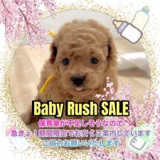 ♀︎タイニープードル