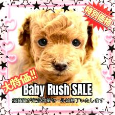 オンライン見学