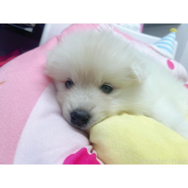 販売中の東京都のサモエド-456769の7枚目