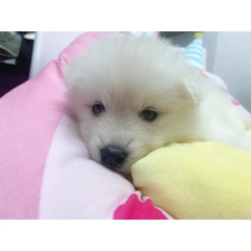 販売中の東京都のサモエド-456769の6枚目