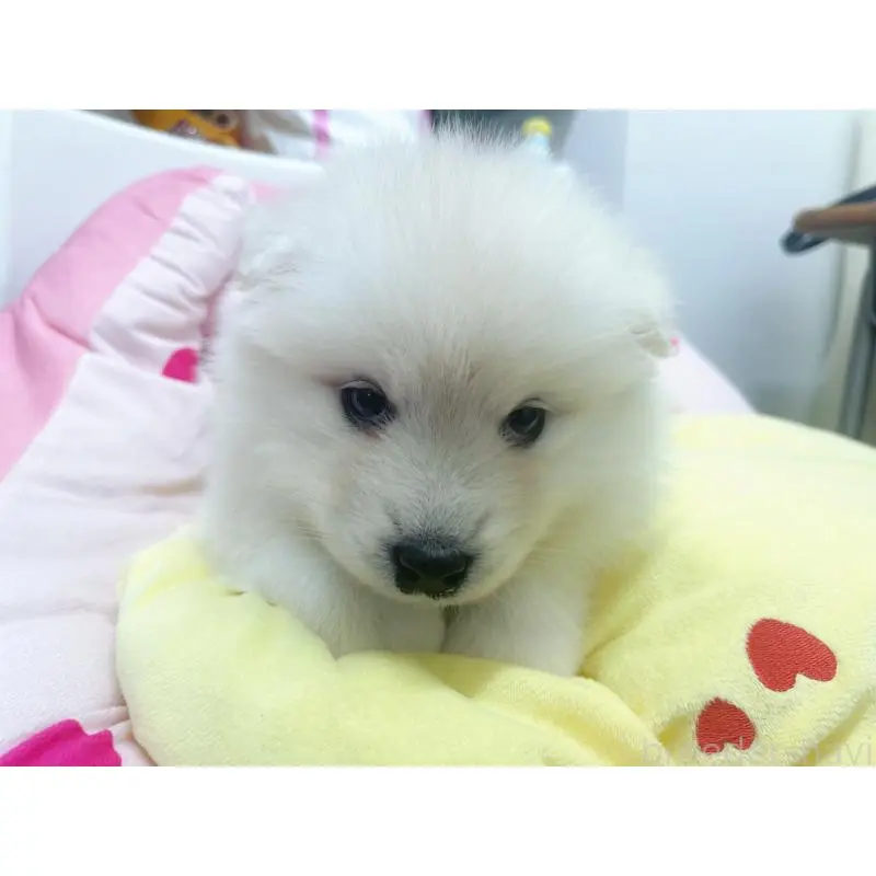 販売中の東京都のサモエド-456769の5枚目