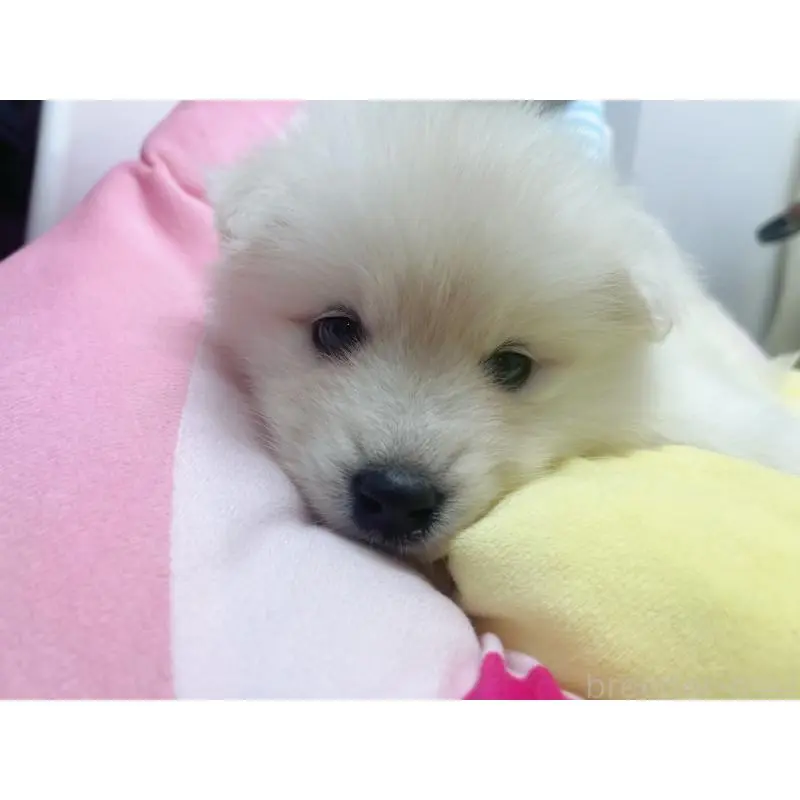 販売中の東京都のサモエド-456769の4枚目