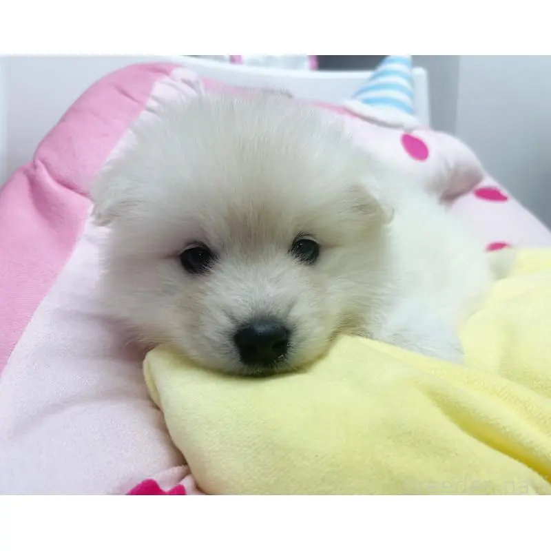 販売中の東京都のサモエド-456769の3枚目