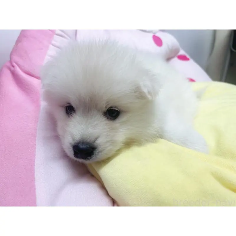 販売中の東京都のサモエド-456769の2枚目