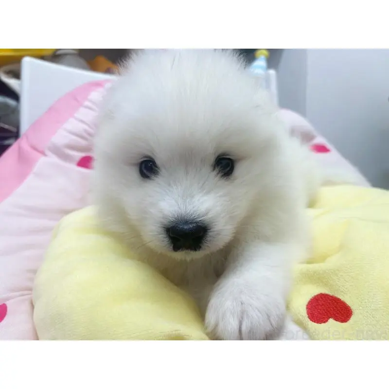 販売中の東京都のサモエド-456772の8枚目