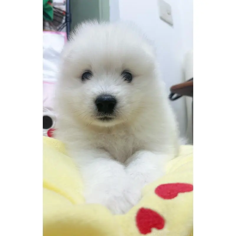 販売中の東京都のサモエド-456772の7枚目