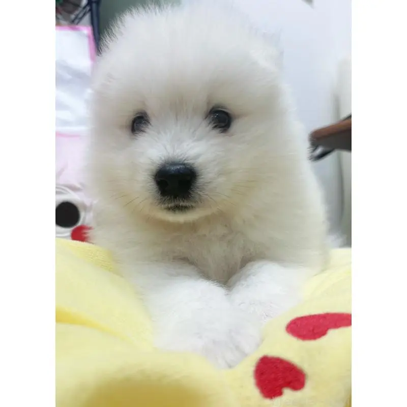 販売中の東京都のサモエド-456772の6枚目