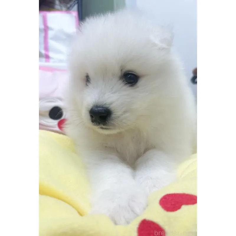 販売中の東京都のサモエド-456772の5枚目