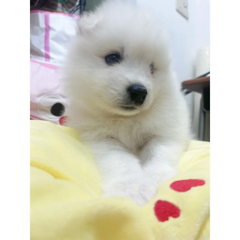 販売中の東京都のサモエド-456772の4枚目