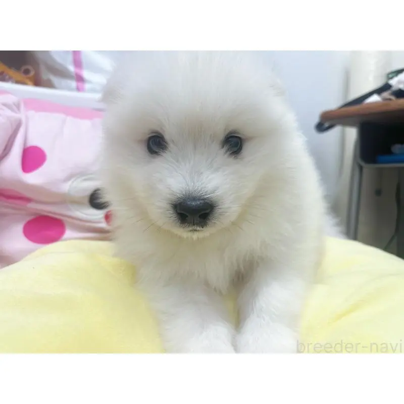 販売中の東京都のサモエド-456772の3枚目