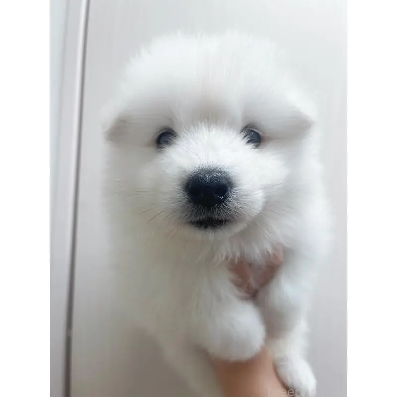 販売中の東京都のサモエド-456772の2枚目