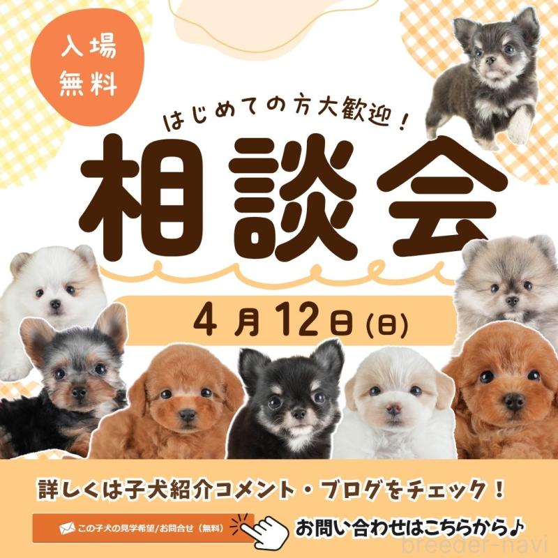 販売中の埼玉県のポメラニアン-447495の3枚目