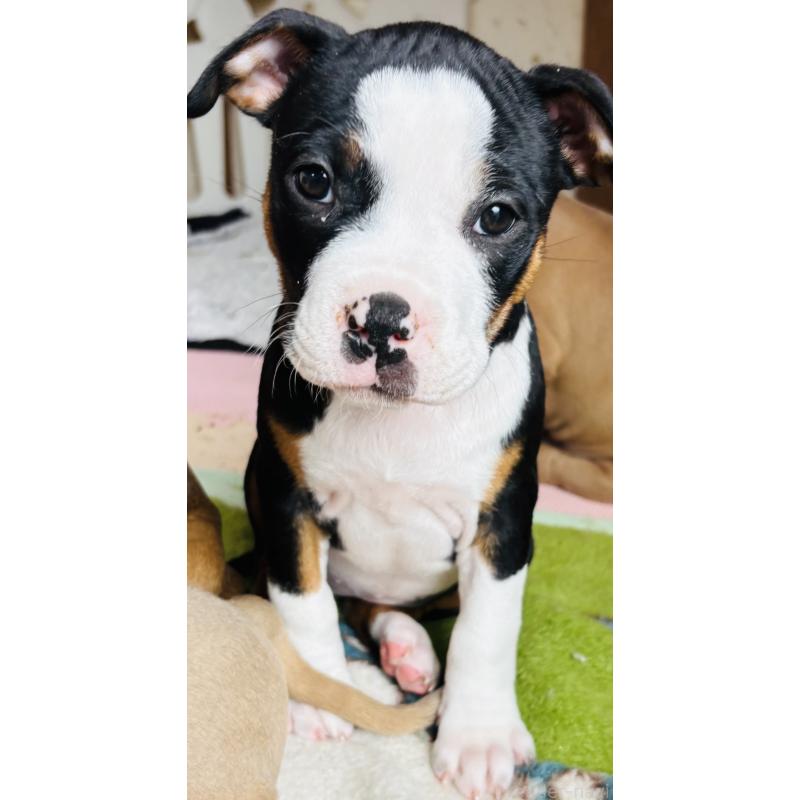 販売中の神奈川県のアメリカンピットブルテリア-445374