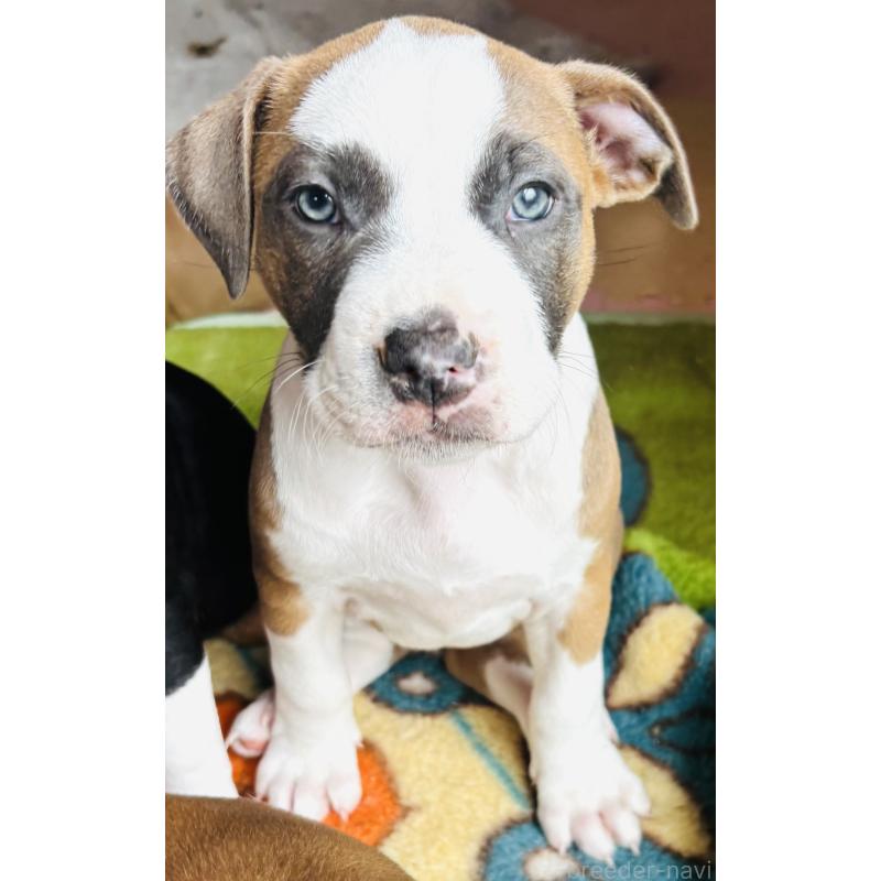 販売中の神奈川県のアメリカンピットブルテリア-445368