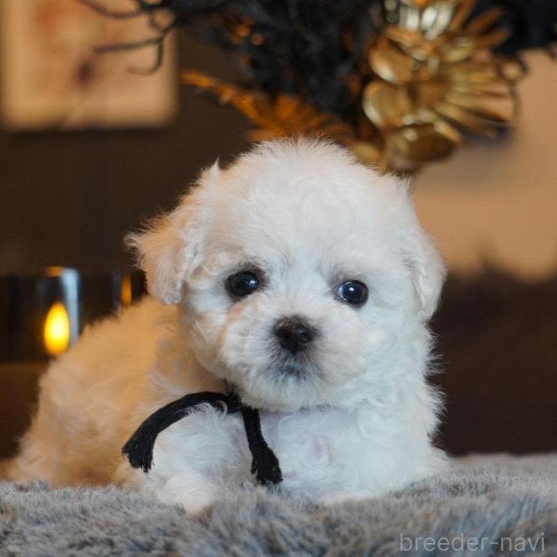 販売中の岐阜県のビションフリーゼ-456775の4枚目