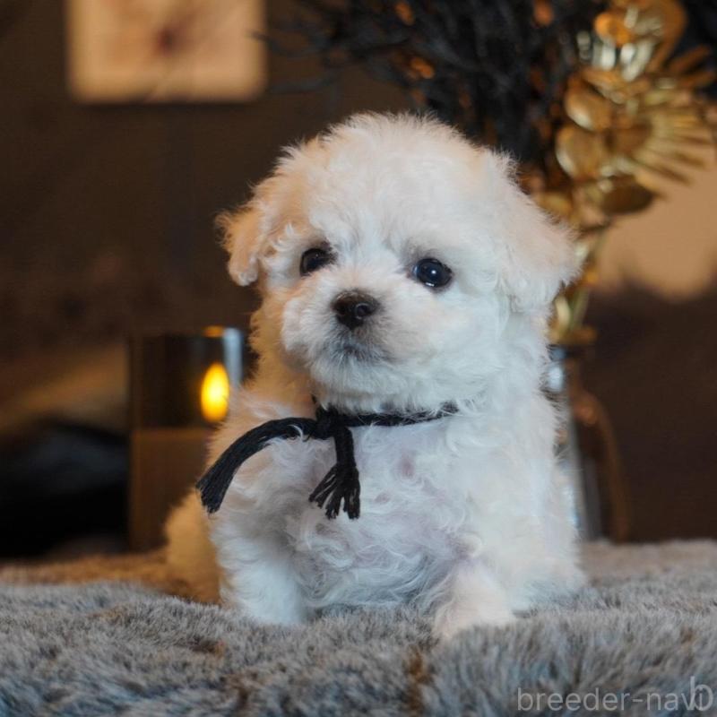 販売中の岐阜県のビションフリーゼ-456775の3枚目