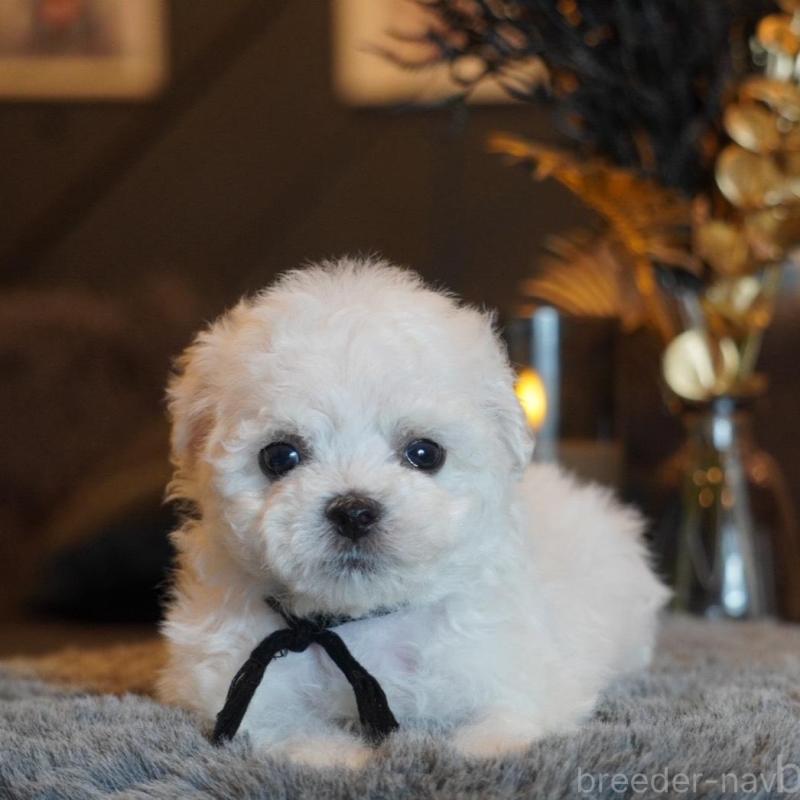 販売中の岐阜県のビションフリーゼ-456775の2枚目