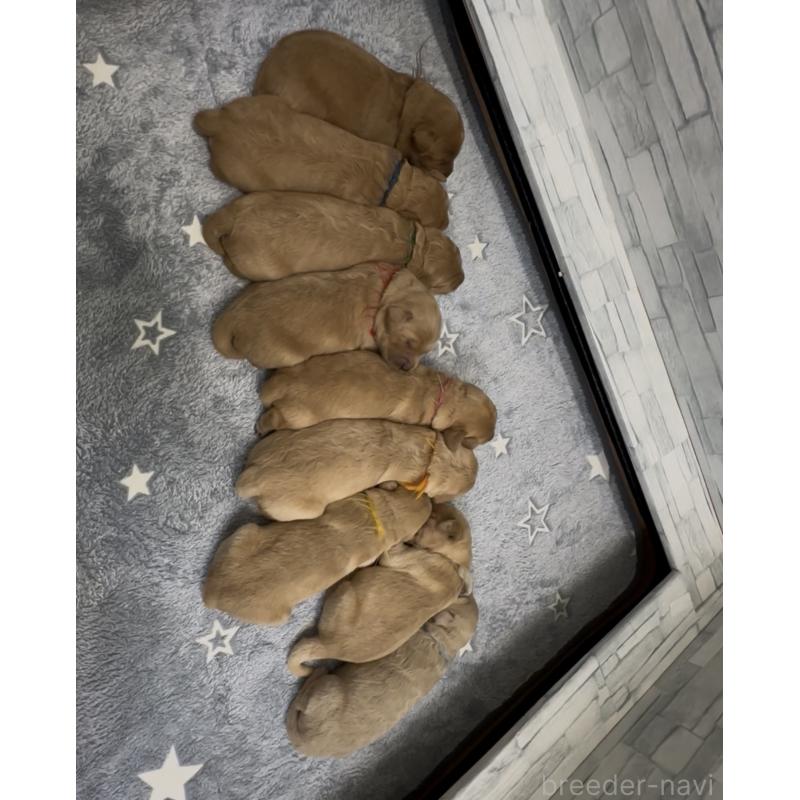 販売中の埼玉県のゴールデンドゥードル:ゴールデンレトリーバー×プードル-456827の2枚目