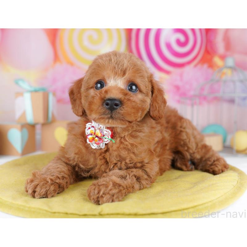 販売中の神奈川県のトイプードル-456777の16枚目