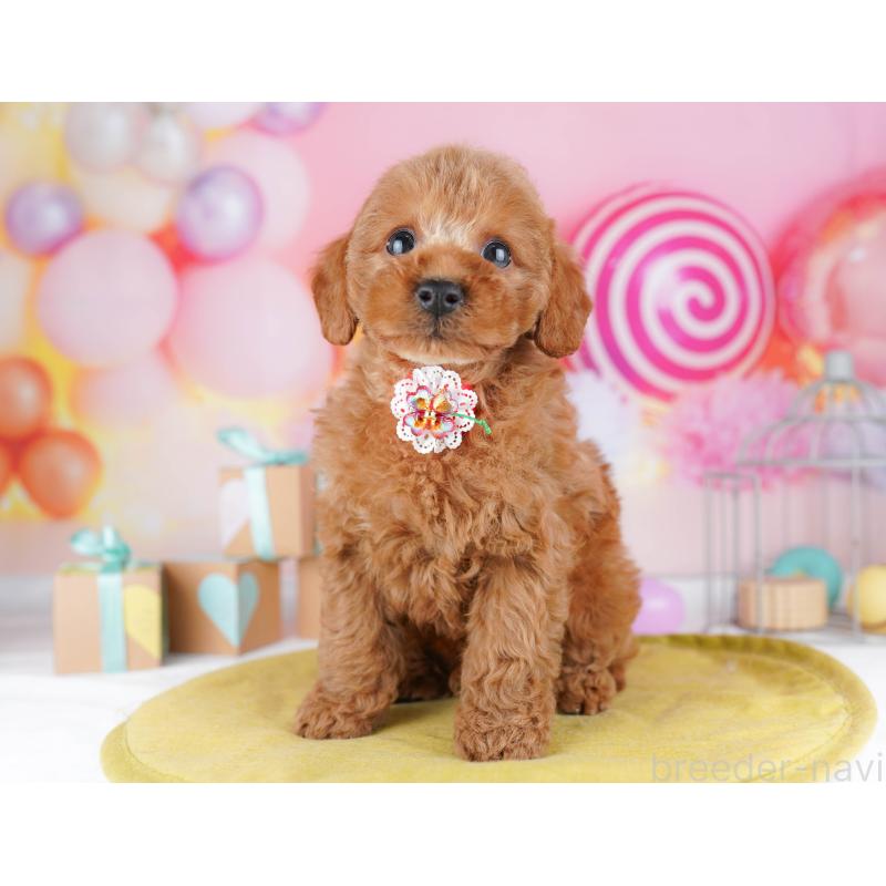 販売中の神奈川県のトイプードル-456777の15枚目