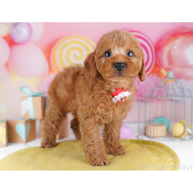 販売中の神奈川県のトイプードル-456777の14枚目