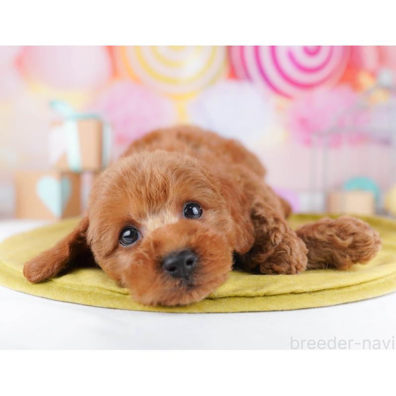 販売中の神奈川県のトイプードル-456777の13枚目