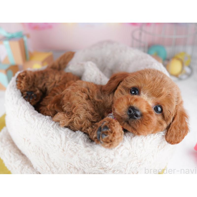 販売中の神奈川県のトイプードル-456777の12枚目