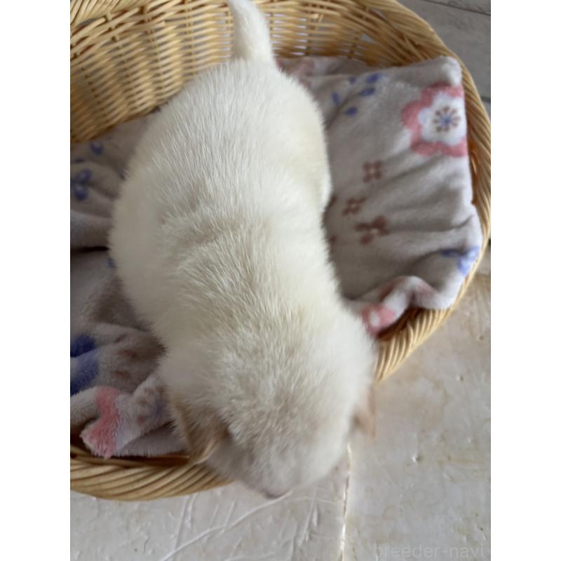 販売中の静岡県の柴犬-456779の8枚目