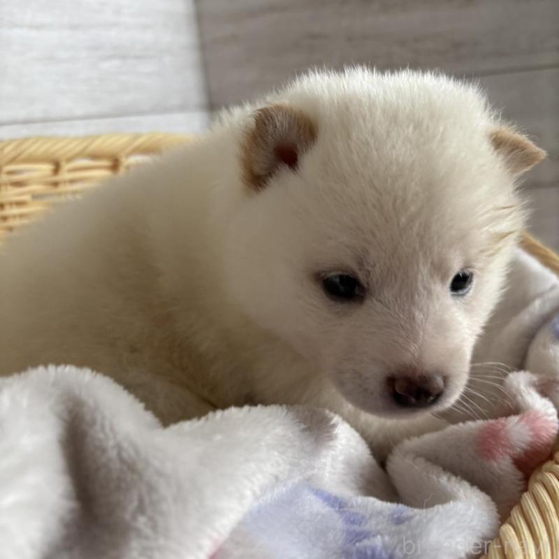 販売中の静岡県の柴犬-456779の7枚目