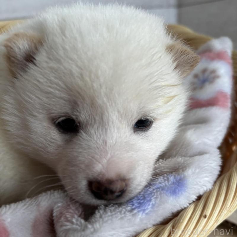 販売中の静岡県の柴犬-456779の6枚目