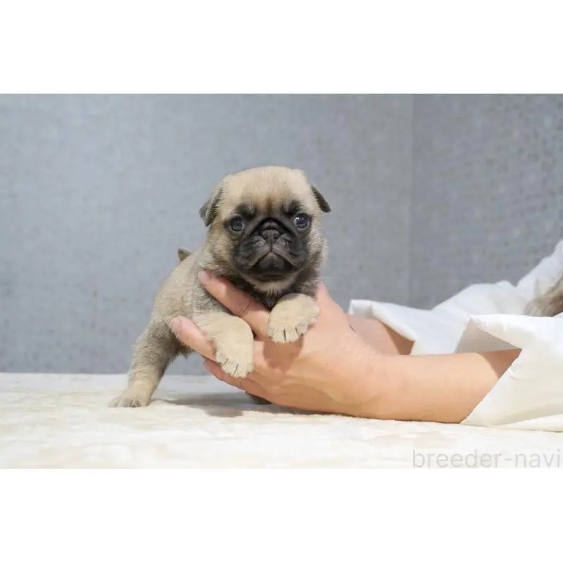 販売中の東京都のパグ-456778の6枚目
