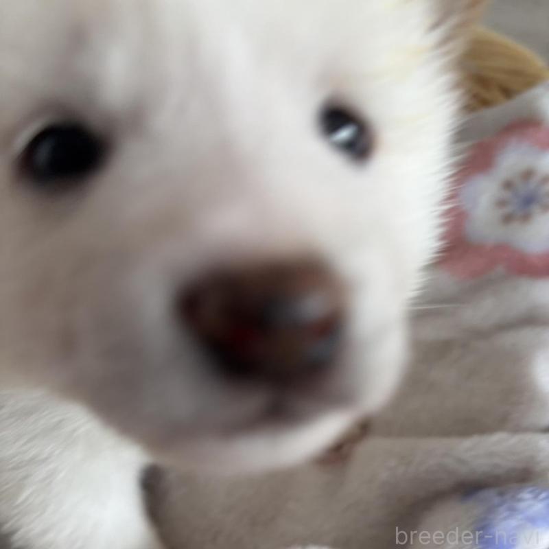 販売中の静岡県の柴犬-456779の5枚目