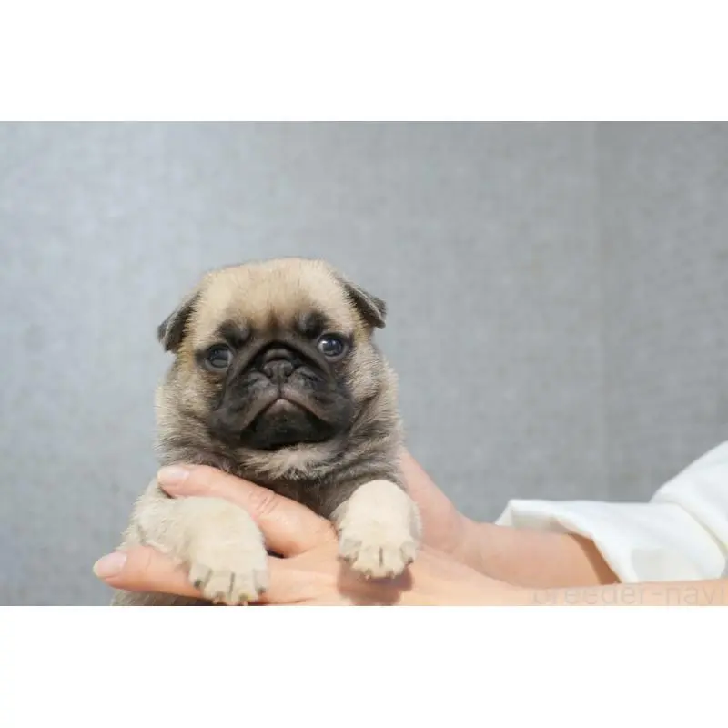 販売中の東京都のパグ-456778の5枚目