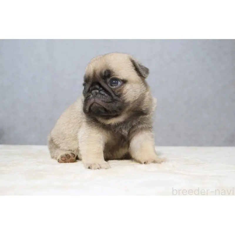 販売中の東京都のパグ-456778の4枚目