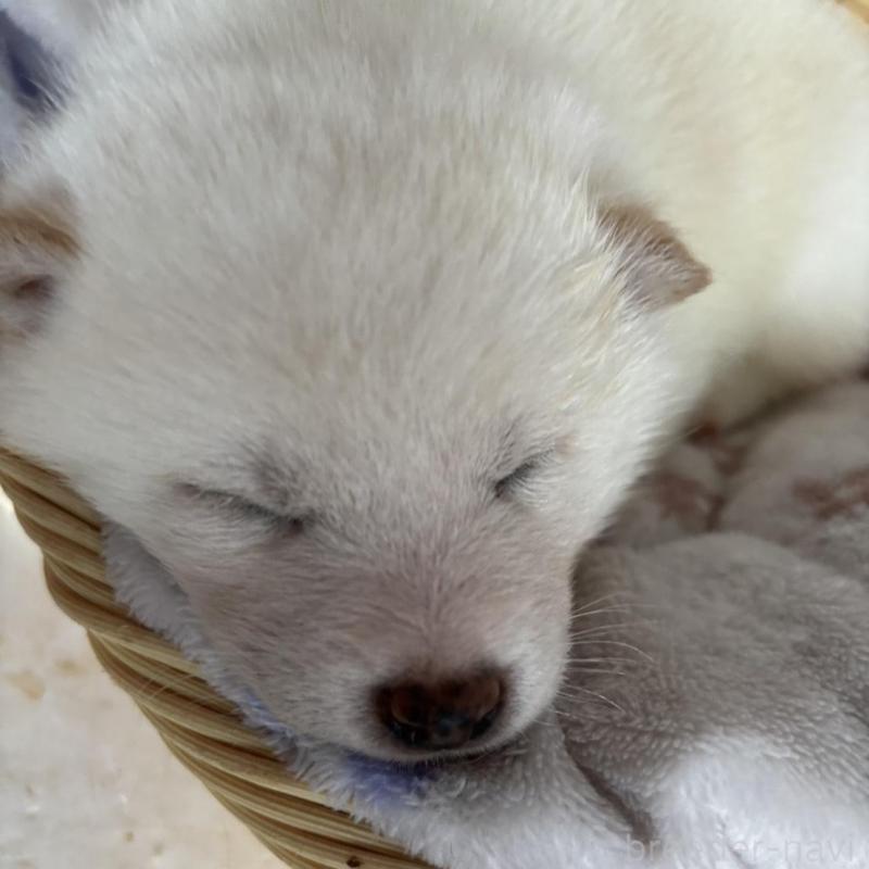 販売中の静岡県の柴犬-456779の4枚目