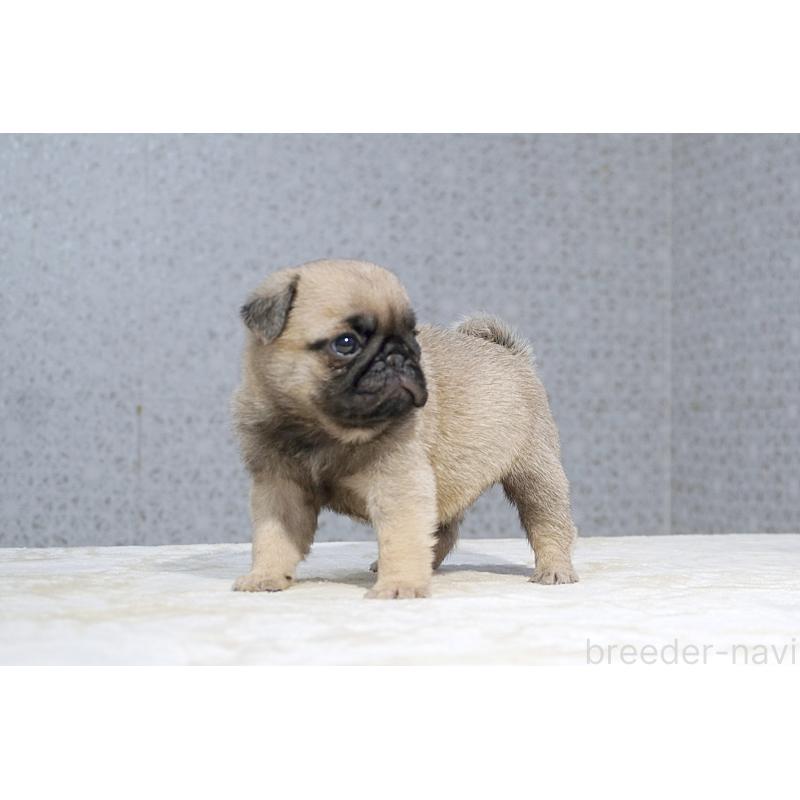 販売中の東京都のパグ-456778の3枚目