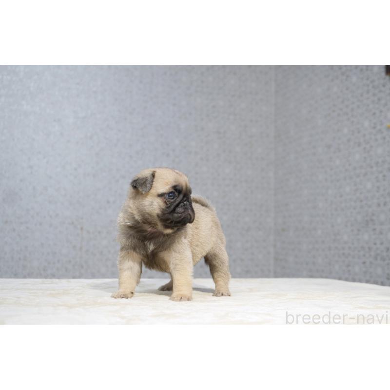 販売中の東京都のパグ-456778の2枚目