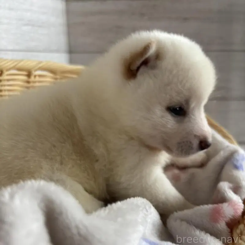 販売中の静岡県の柴犬-456779の3枚目