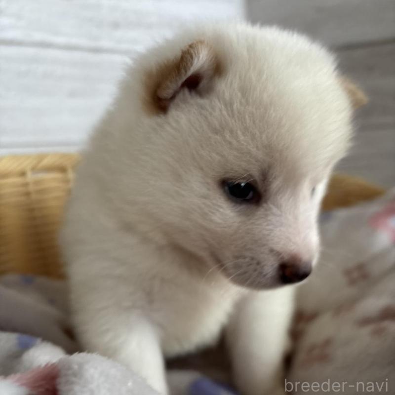 販売中の静岡県の柴犬-456779の2枚目