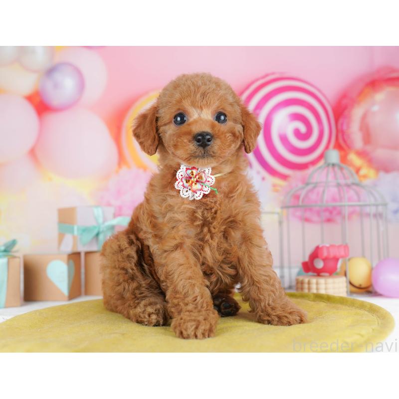 販売中の神奈川県のトイプードル-456781の16枚目