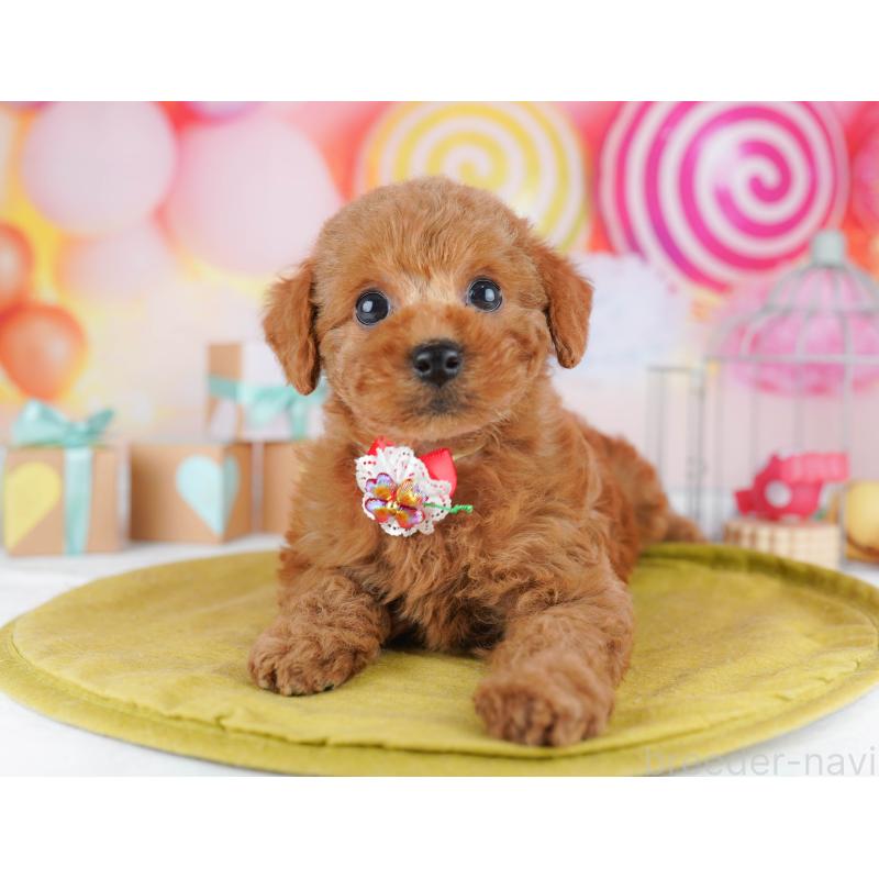 販売中の神奈川県のトイプードル-456781の15枚目