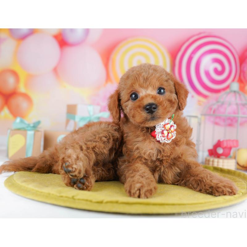 販売中の神奈川県のトイプードル-456781の14枚目