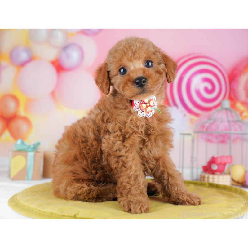 販売中の神奈川県のトイプードル-456781の13枚目