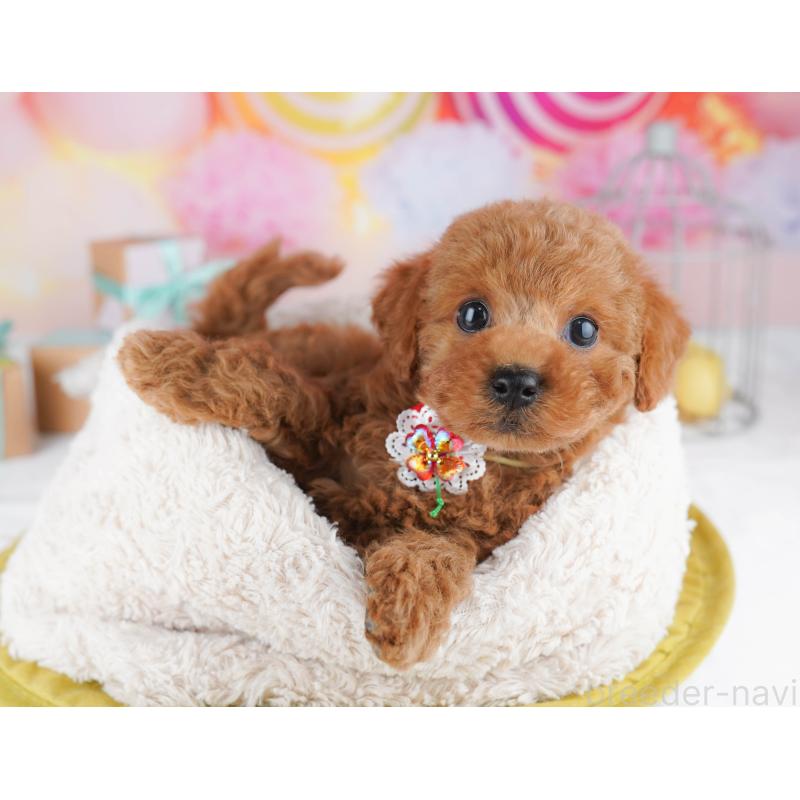 販売中の神奈川県のトイプードル-456781の12枚目