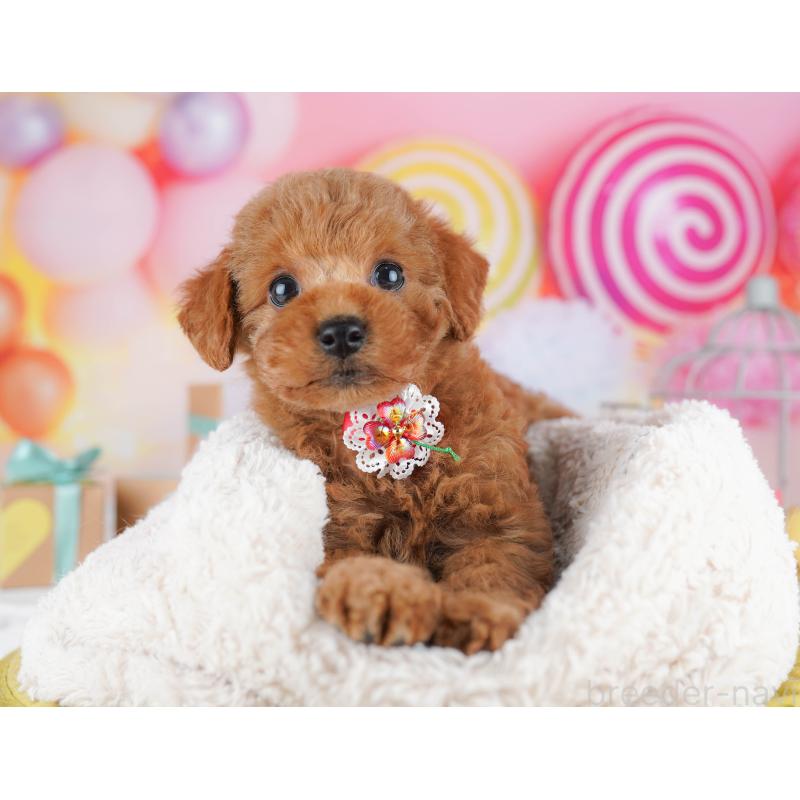 販売中の神奈川県のトイプードル-456781の11枚目