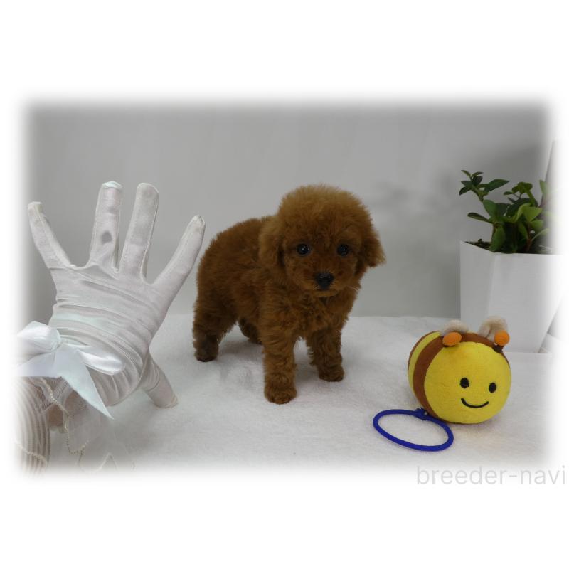 販売中の埼玉県のティーカッププードル-456783の13枚目