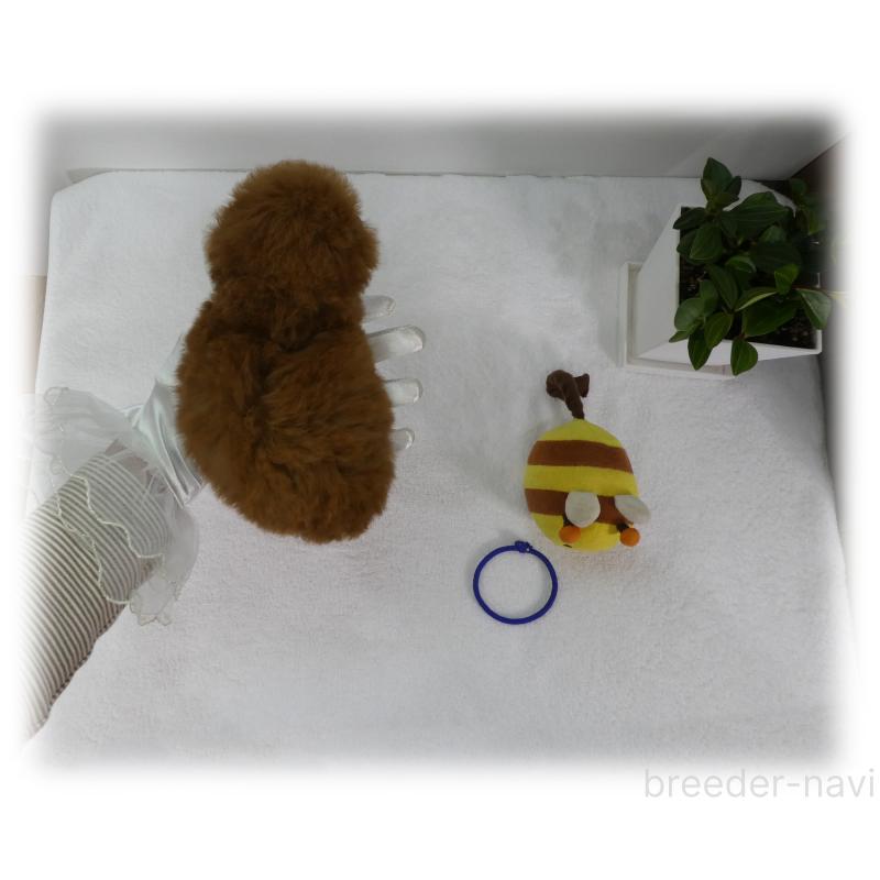 販売中の埼玉県のティーカッププードル-456783の9枚目